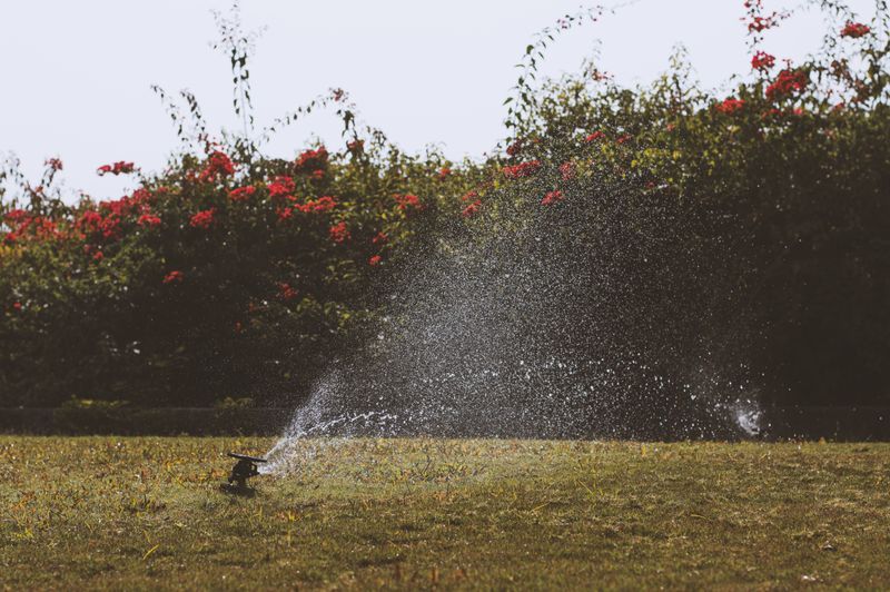 Sprinkler watering a green lawn
