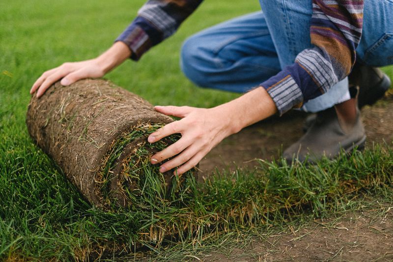Worker laying a roll of fresh sod